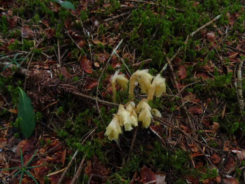 Monotropa hypopitys - Ericaceae